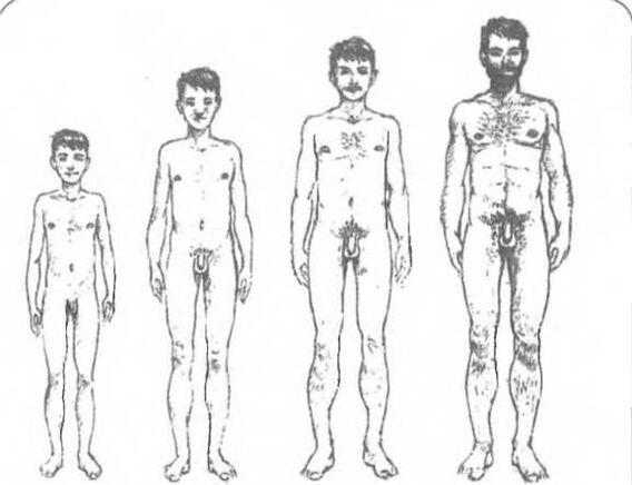 Yaşa bağlı olarak penis büyüklüğü