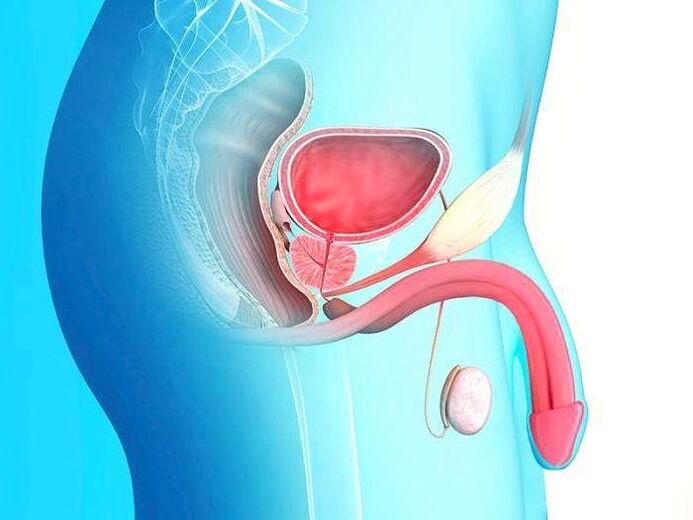 penis ve cerrahi olarak uzaması